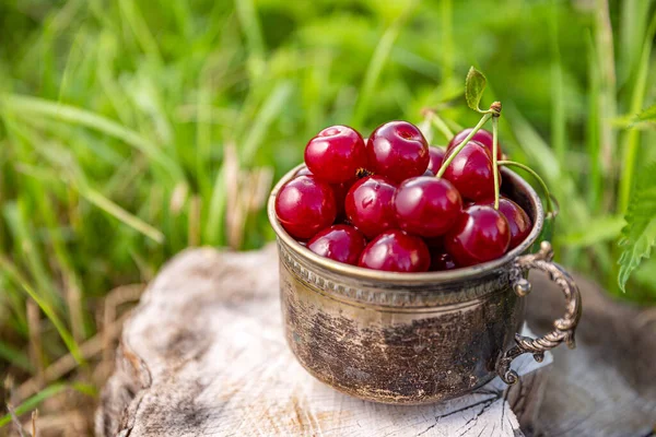 Zure kersen in de zomer — Stockfoto