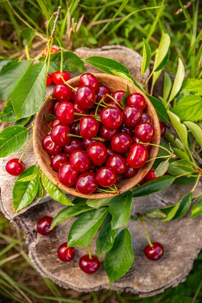 Fresh sour cherries Stock Photo