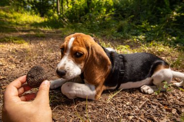 Eğitimli köpekle başarılı mantar avı. Elinde yer mantarı tutan bir adam