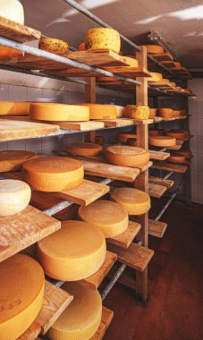 İnek sütü peyniri