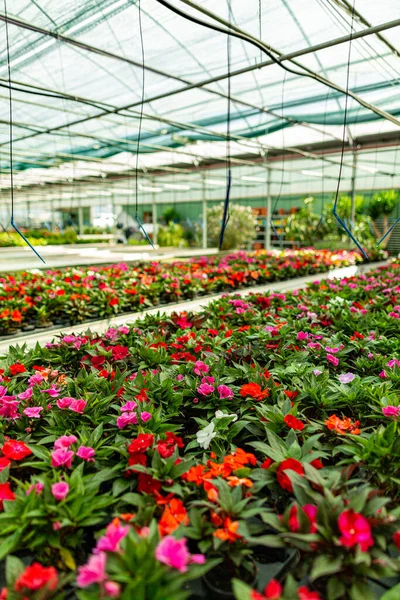 Flores que crescem para venda — Fotografia de Stock