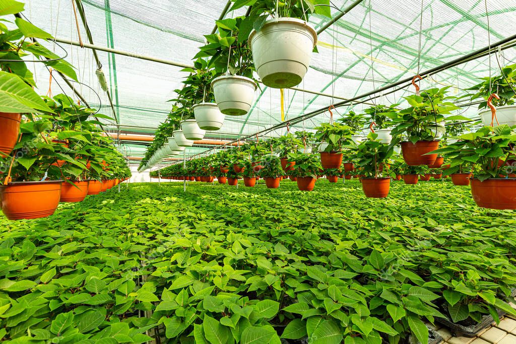 Green poinsettia plants