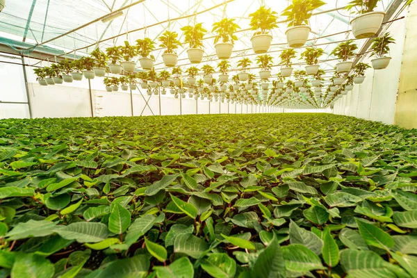 Poinsettia cserepes termesztés — Stock Fotó