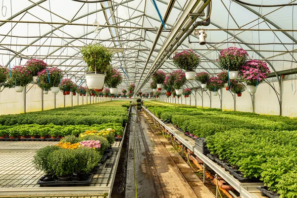 Kasımpatı bitkileri içeride büyüyor.