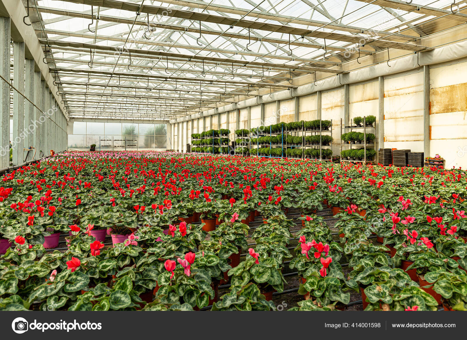 Cultivation of ornamental plants Stock Photo by ©grafvision 414001598