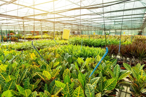 Plantas de casa cultivadas como flores decorativas — Fotografia de Stock