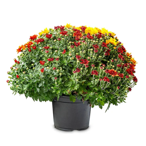 Куча красной и желтой хризантемы — стоковое фото