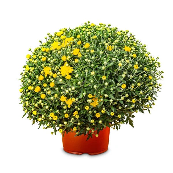 Topf mit gelb blühenden Chrysanthemen — Stockfoto