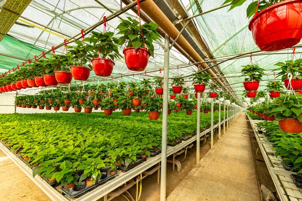 Muchas flores de poinsettia planta Imagen de stock