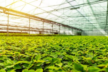 Geniş bir sera bahçesi.