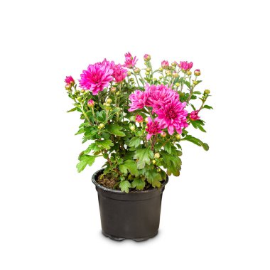 Siklamen kıvırcık kasımpatı çiçeği