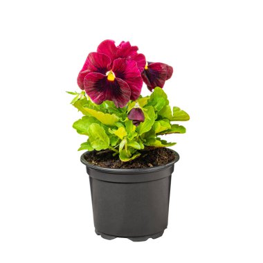 Pansy, Viola wittrockiana çiçekleri