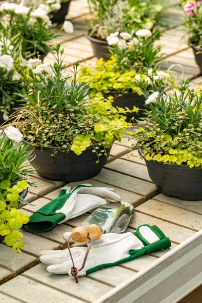 Small decoration plants in pot — Stock Photo, Image