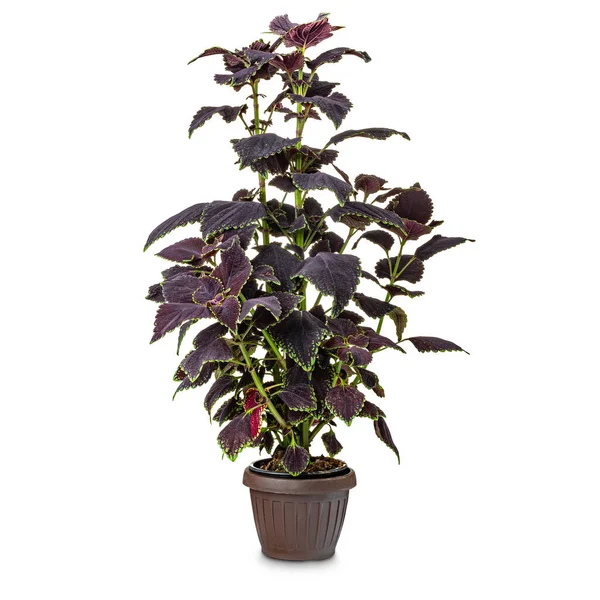 Hojas de la planta Coleus — Foto de Stock