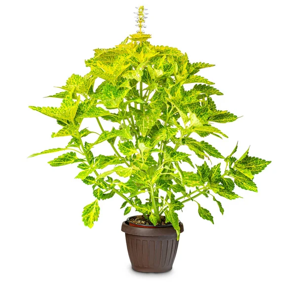 Planta de coleo verde lima — Foto de Stock