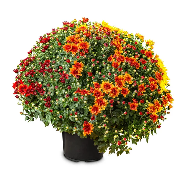 Geel en rood tweekleurig winterchrysant — Stockfoto