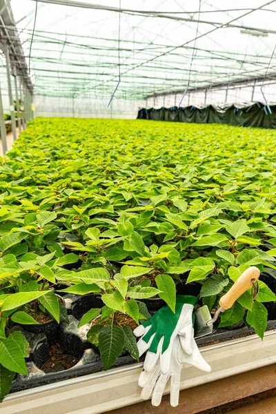 Zöld poinsettia mező — Stock Fotó