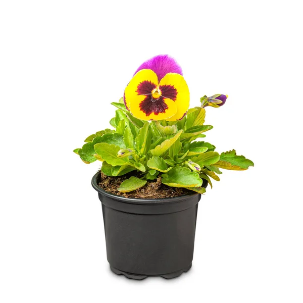 Frühling Viola wittrockiana Blumen — Stockfoto
