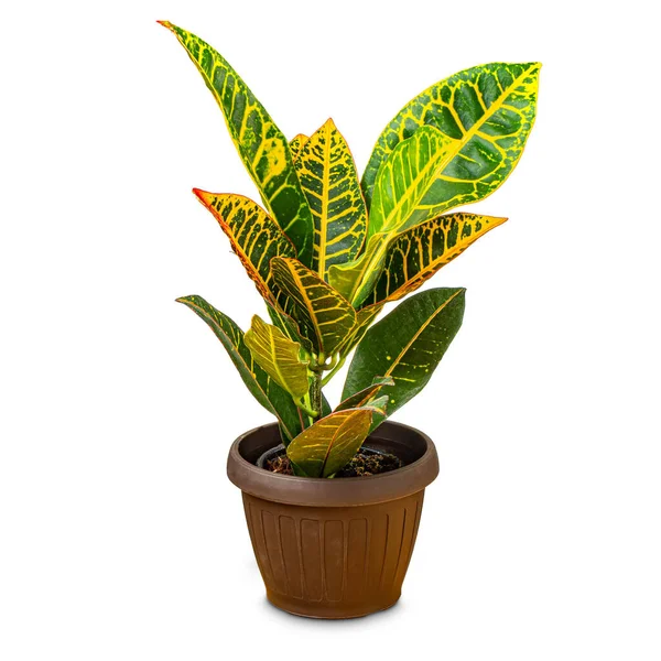 Pflanze Croton Petra — Stockfoto