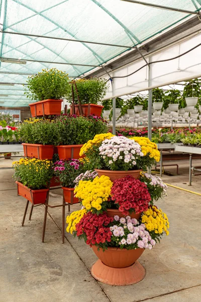 Piantagioni di crisantemi in vasi di fiori — Foto Stock