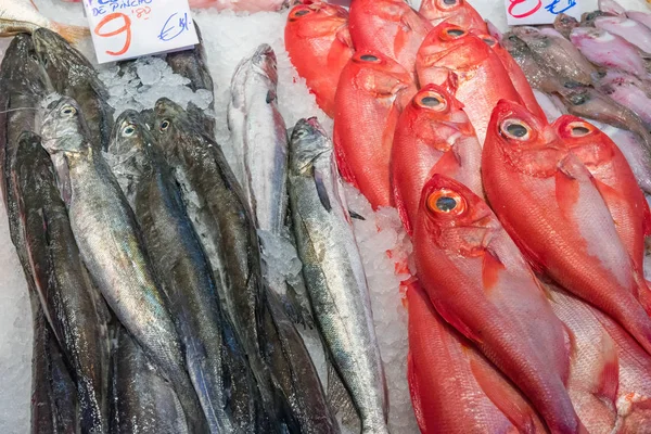 Sargo Vermelho Outros Peixes Para Venda Num Mercado Madrid — Fotografia de Stock