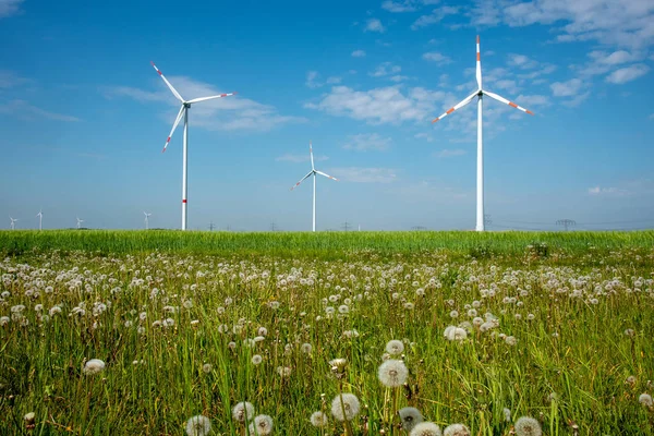 Wind power plants and dandelion flowers seen in Germany