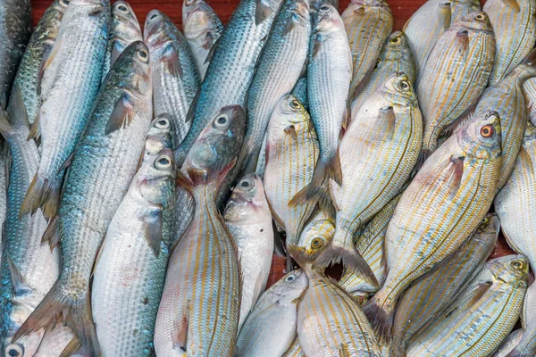 Fresh Fish Vucciria Market Palermo Sicily — Stock Photo, Image