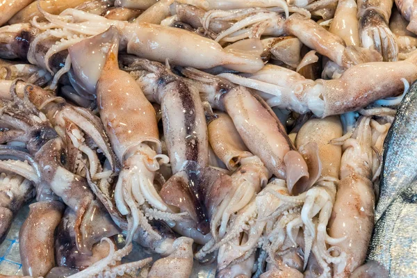 Squid Sale Market Palermo Sicily — Stock Photo, Image