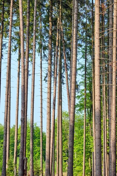 Wysokie Drzewa Świerkowe Widziany Niemieckim Lesie — Zdjęcie stockowe