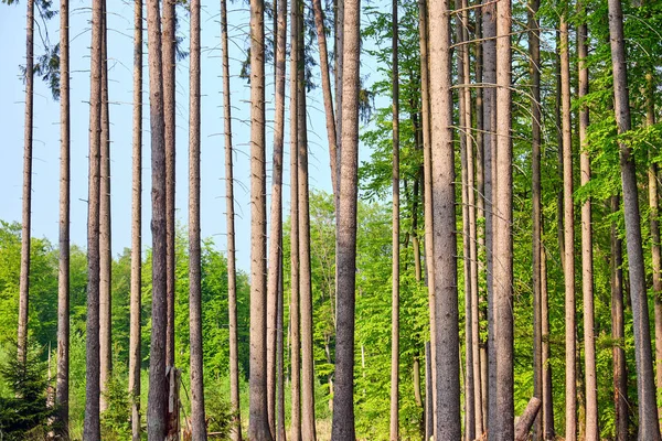 Détail Des Troncs Épinettes Vus Dans Une Forêt Allemande — Photo