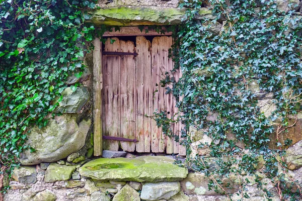 Old Wooden Door Some Green Ivy — Stock Photo, Image