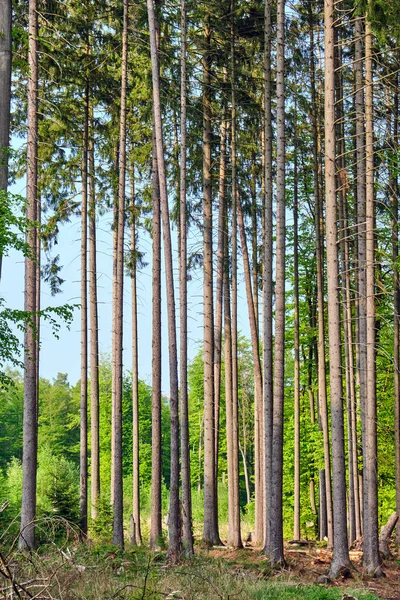 Pnie Niektórych Dużych Drzew Świerkowych Widzianych Niemieckim Lesie — Zdjęcie stockowe