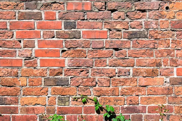 Fond Vieux Mur Briques Rouges Avec Quelques Feuilles Vertes — Photo