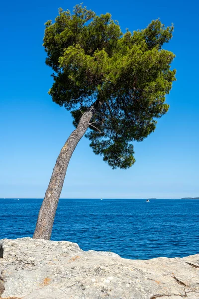 Eenzame Dennenboom Aan Zee Gezien Kroatië — Stockfoto