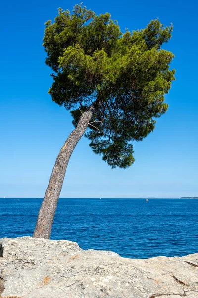 Pinheiro Solitário Junto Mar Visto Croácia — Fotografia de Stock