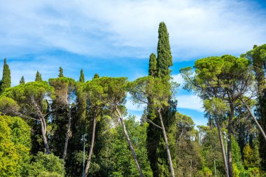 Küçük bir ormandaki çam ve diğer ağaçlar