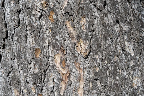 Background Textured Bark Pine Tree — Stock Photo, Image