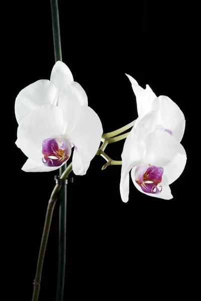 Schönheit Blumen Auf Schwarzem Hintergrund Orchidee — Stockfoto