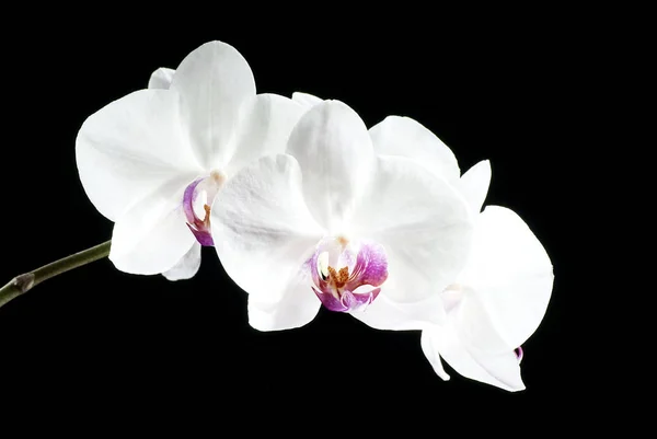 Vackra Blommor Svart Bakgrund Orchid — Stockfoto