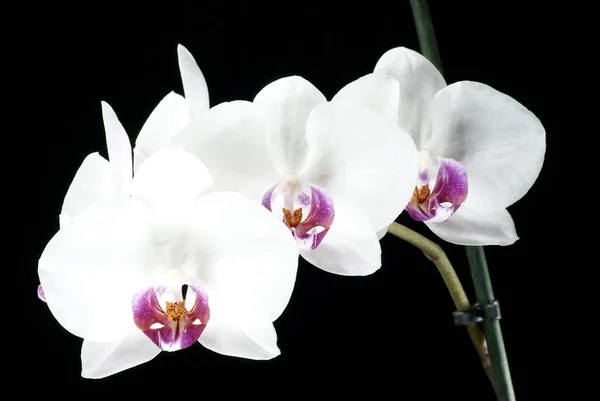 Vackra Blommor Svart Bakgrund Orchid — Stockfoto