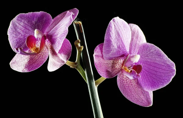 Vackra Blommor Svart Bakgrund Orchid — Stockfoto