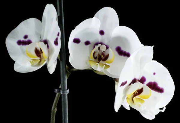 Fiori Bellezza Sfondo Nero Orchidea — Foto Stock