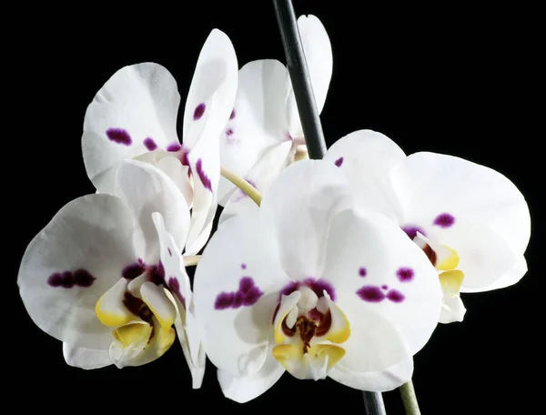 Vackra Blommor Svart Bakgrund Orchid — Stockfoto