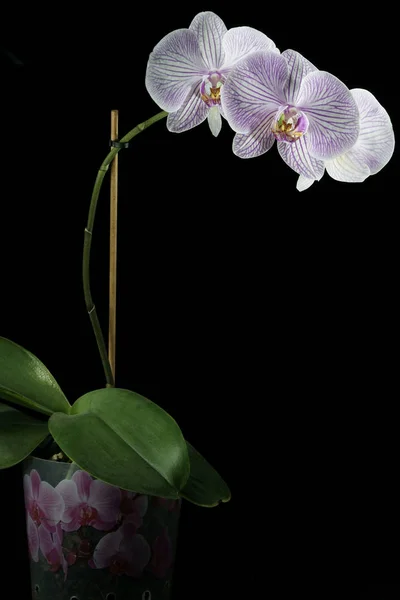 Vackra Blommor Svart Bakgrund Orchid — Stockfoto