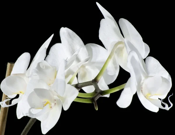Fiori Bellezza Sfondo Nero Orchidea — Foto Stock