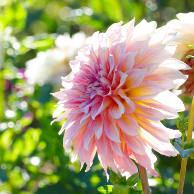 Beyaz-pembe krizantem çiçek yatak özgeçmişlerine kapatın. Sığ derinlik-in tarla.