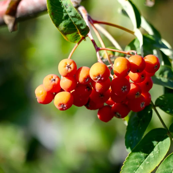 Rowan Berries Blurry Background — Stock Photo, Image