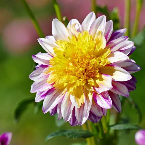 花壇の背景に 色のダリアの花 — ストック写真