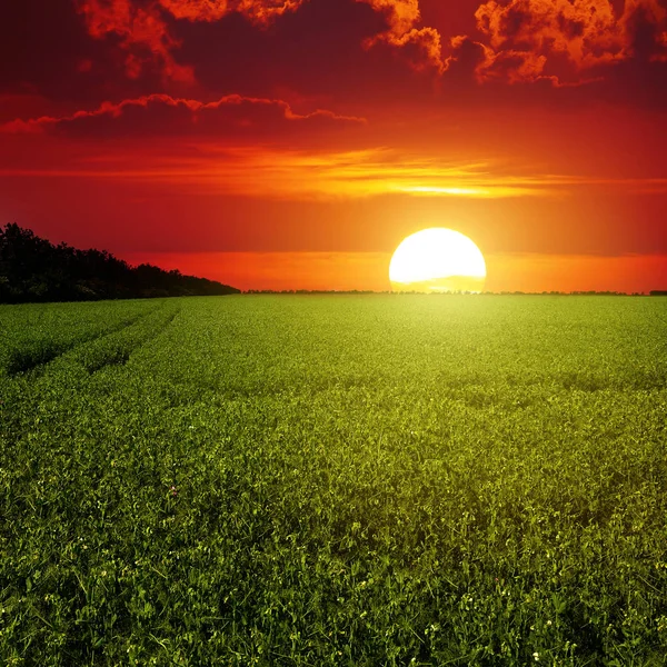 Amanecer Rojo Escénico Sobre Campo Guisantes — Foto de Stock