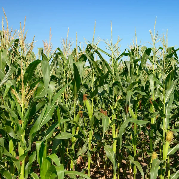 Maize Stalks Blue Sky Background Cornfield — Stock Photo, Image